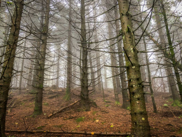 istock Black Forest with fog in Germany. 1343655190