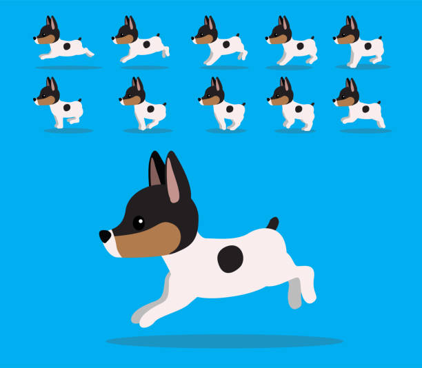 ilustrações, clipart, desenhos animados e ícones de sequência de animação animal cão brinquedo fox terrier desenho animado vetor - fox terrier