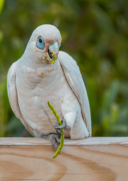 Little Corella at Umina Beach on the Central Coast, NSW, Australia.