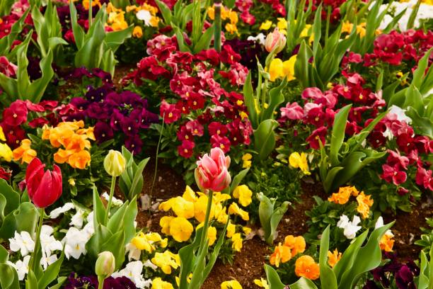 istock Red, yellow and pink Gesner's tulips 1343659746