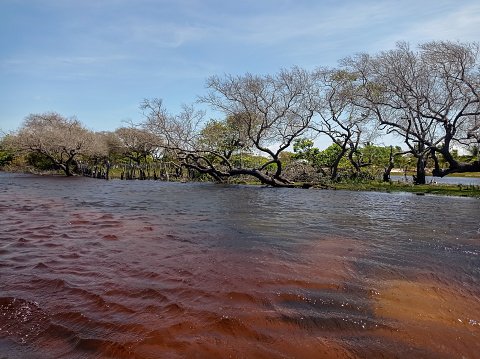 swampy wetland of flooded river, tropical estuary brazilian landscape.