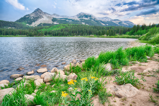 Flowers along the shoreline of Lost Lake in the Gunnison National Forest of Colorado