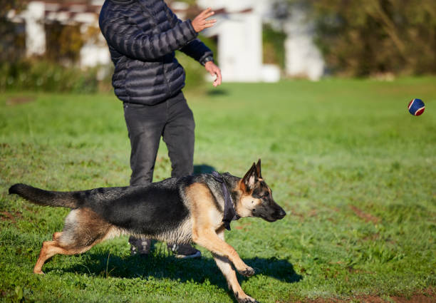 ujęcie uroczego owczarka niemieckiego szkolonego przez właściciela w parku - dog retrieving german shepherd pets zdjęcia i obrazy z banku zdjęć