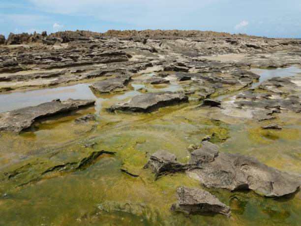 istock rocky shore on beach with algae in Isabela, Puerto Rico 1343665782