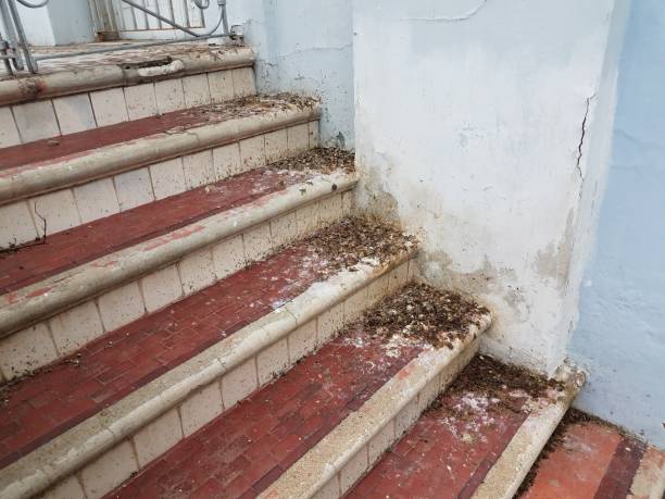 istock bird poop on brick steps or stairs staircase 1343666349