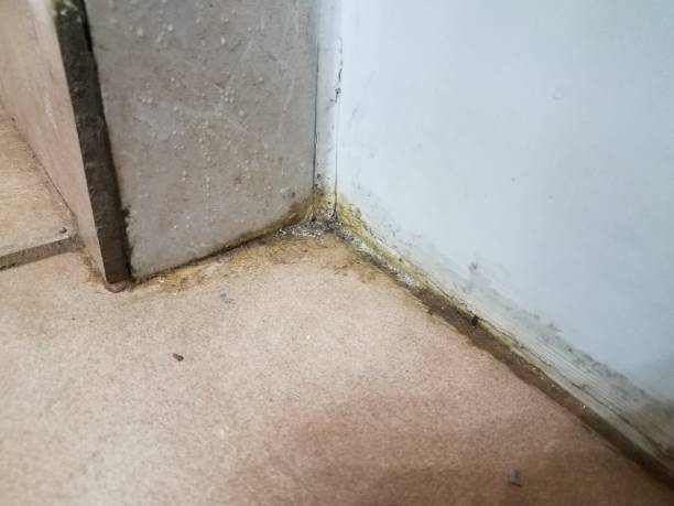 istock dirty filthy corner in bathroom with hair and mildew 1343666354