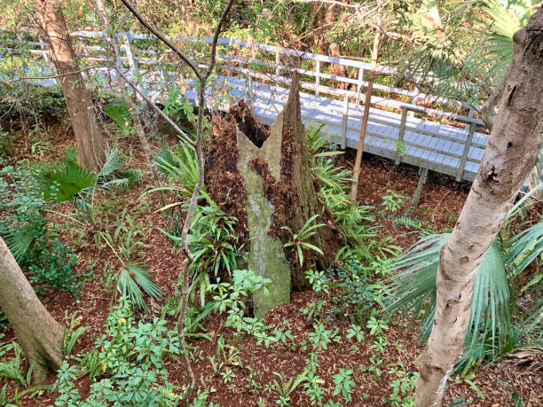 South Florida cypress swamp wetland stock photo