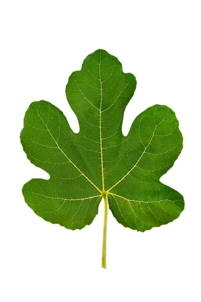 une feuille de figuier isolée sur fond blanc. chemin d’écrêtage. - fig leaf photos et images de collection