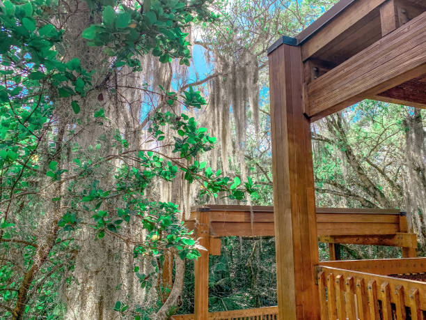 istock Spanish moss hanging in trees in Florida 1343666547