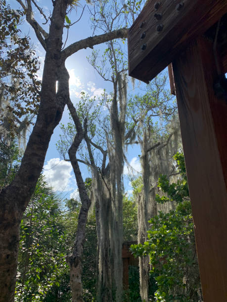 istock Spanish moss hanging in trees in Florida 1343666669