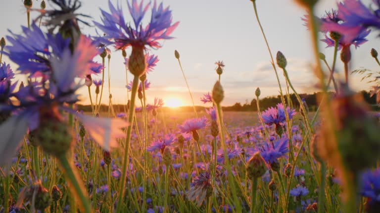 SLO MO CU Cornflowers at sunset