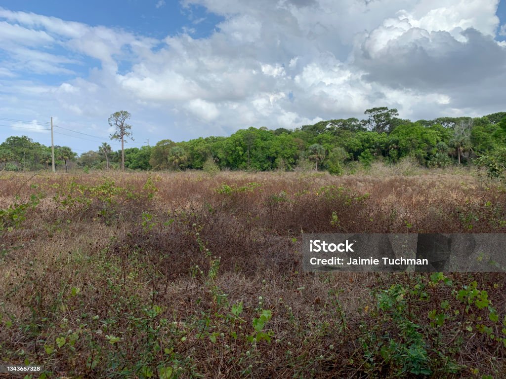Florida coastal prarie in Fern Forest Prairie Overlook to Wetland Wander Loop is a 1.9 mile moderately trafficked loop trail located near Pompano Beach, Florida that features beautiful wild flowers and is good for all skill levels. The trail is primarily used for walking, running, nature trips, and bird watching and is accessible year-round. Autumn Stock Photo
