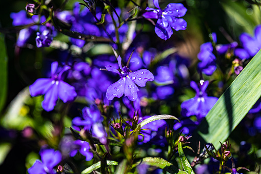 Blue Lobelia plant