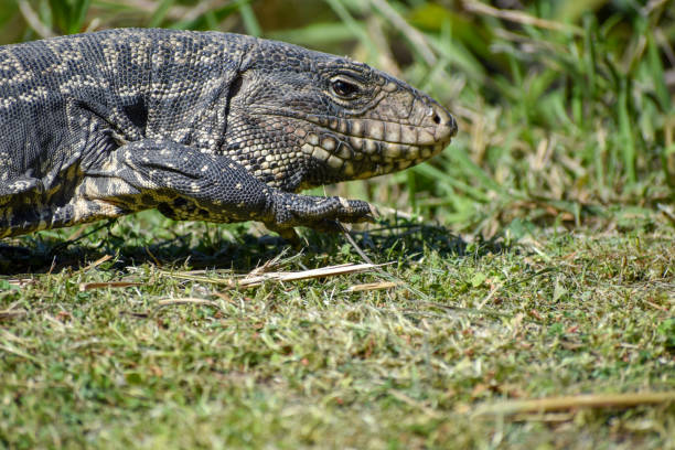 istock Argentine black and white tegu (Salvator merianae) 1343668590