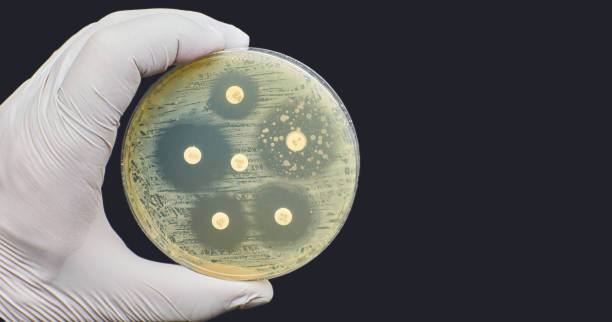 kirby bauer antimicrobial susceptibility resistance diffusion test background - petri dish bacterium colony laboratory imagens e fotografias de stock
