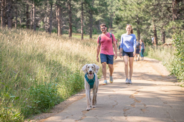 People walk an adorable, happy dog in Boulder, Colorado. stock photo