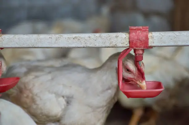 Photo of Free range backyard organic Chickens poultry drinking water by nipple drinker