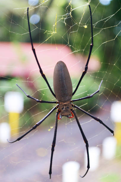 istock Rectangle - Golden Orb Spider - Portrait - Cape Tribulation, Australia 1343670168