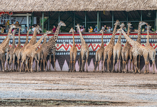Bangkok, Thailand - Aug 09, 2020 : Group of giraffe getting food from tourists at Safari World Zoo of Thailand. Image behind giraffes, wide image.