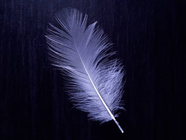 istock Feather of swan 1343671708