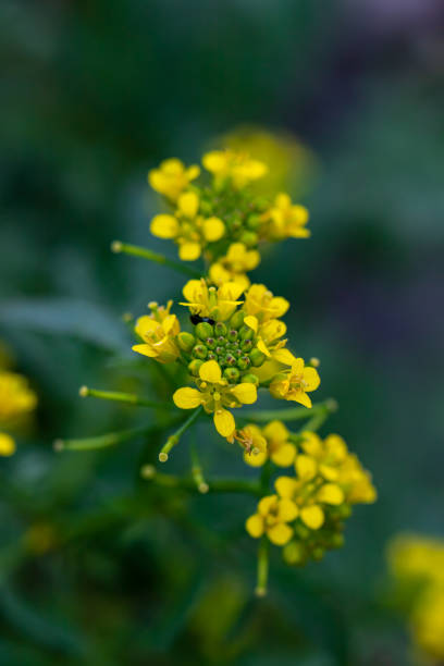 istock Rorippa amphibia flower growing in field, close up 1343676520