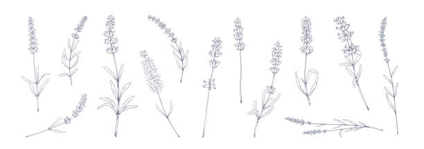 Lavender flower. Hand drawn floral herbal tea collection. Botanical garden grass sketches set. Provence nature elements drawing collection. Vector plant stems with blossom and leaves Lavender flower. Hand drawn vintage floral herbal tea collection. Botanical garden grass sketches set. Provence nature elements drawing collection. Vector isolated plant stems with blossom and leaves twig stock illustrations