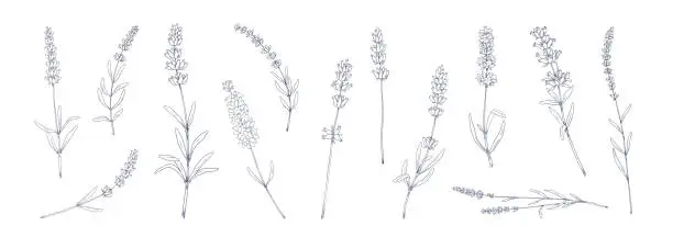 Vector illustration of Lavender flower. Hand drawn floral herbal tea collection. Botanical garden grass sketches set. Provence nature elements drawing collection. Vector plant stems with blossom and leaves