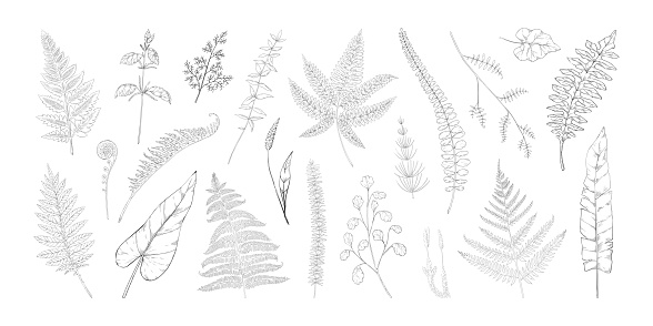 Forest leaves. Hand drawn fern foliage. Grass and bushes greenery. Vintage wild botanical sketch with bourgeon and sprout. Isolated natural black and white elements set. Vector graphic flora templates
