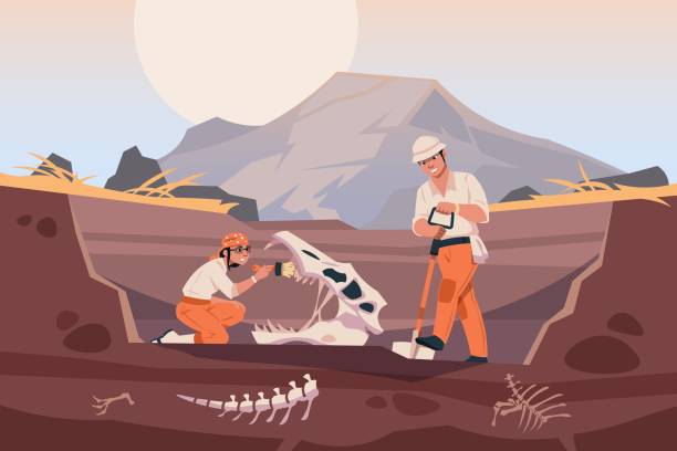 Paleontologist with fossil. Scientists working with ground excavation and prehistorical animal skeleton. People digging up dinosaur bones. Vector exploring and discovery illustration Paleontologist with fossil. Scientist characters working with ground excavation and prehistorical animal skeleton. Cartoon people digging up dinosaur bones. Vector exploring and discovery illustration paleontologist stock illustrations