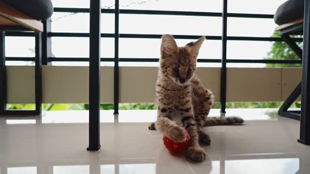 Playful African serval kitten