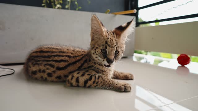 Cute African serval kitten relaxes after playing