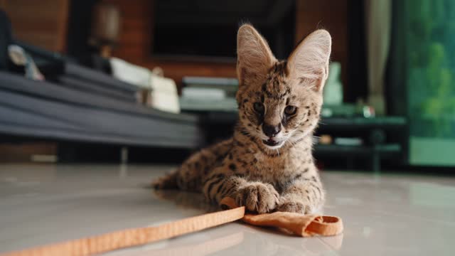 Cute African serval  kitten looking at camera