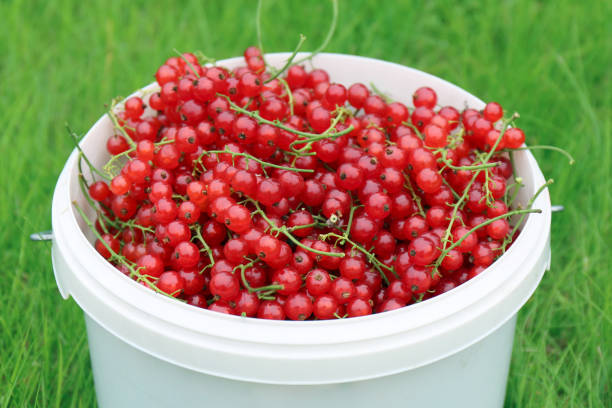 istock Red currants in a bucket, freshly picked red currants 1343678442