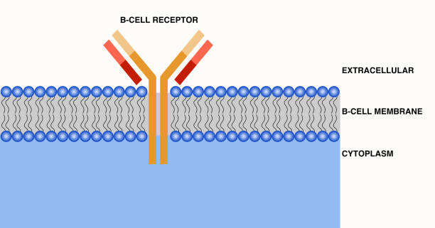 ilustrações de stock, clip art, desenhos animados e ícones de b-cell receptor - membrana celular