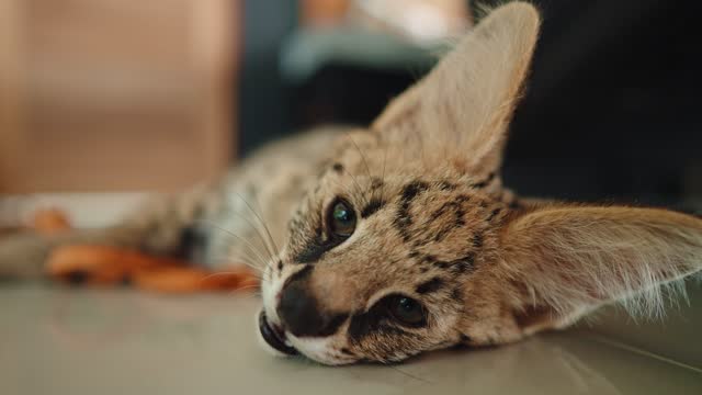 Cute African serval  kitten