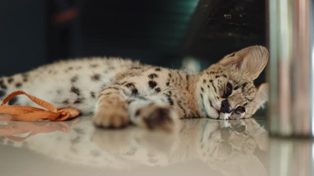African serval  kitten tired of playing