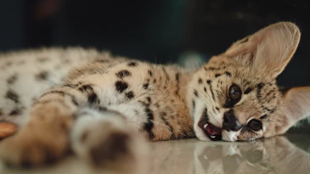 African serval  kitten relaxing on the floor