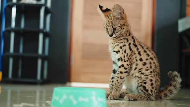 Playful African serval  kitten
