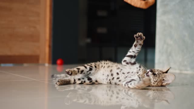 Playful African serval  kitten