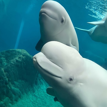 The two beautiful beluga whale looking very nice underwater.