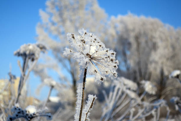 istock twig frost cover 1343680175