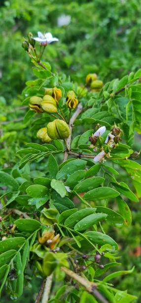 istock Guaiacum sanctum 1343681052