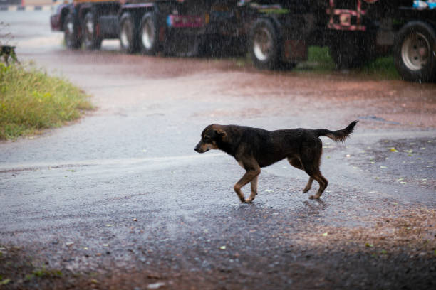 African wild dog running towards the camera in the Kruger National Park, South Africa.