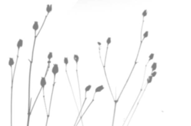 istock Summer background from the shadow of a sprig of field grass on a white wall. White and black for photo or mockup 1343682729
