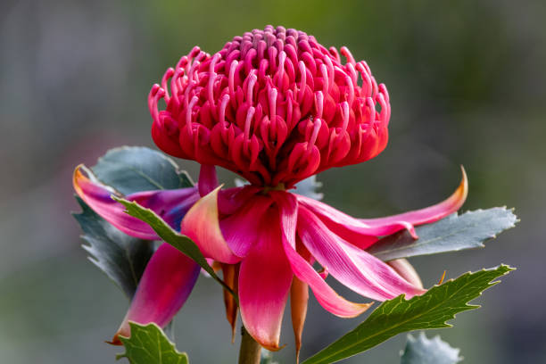 istock New South Wales Waratah 1343682981