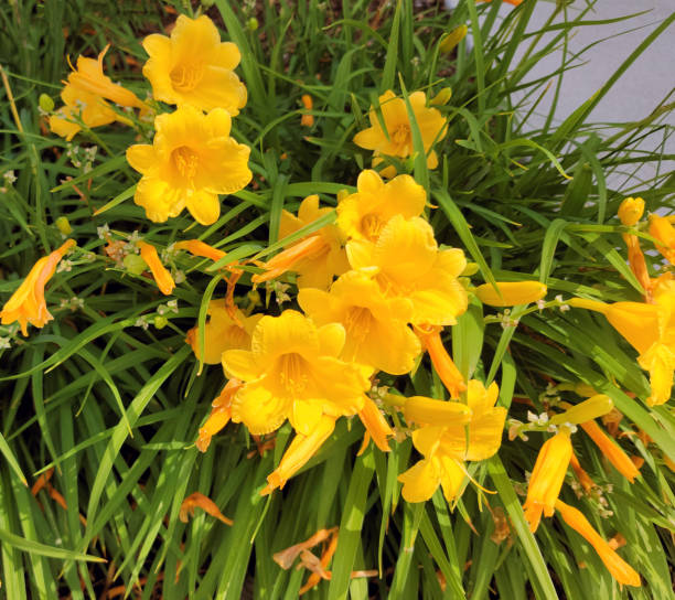 istock Cluster of yellow flowers 1343683012