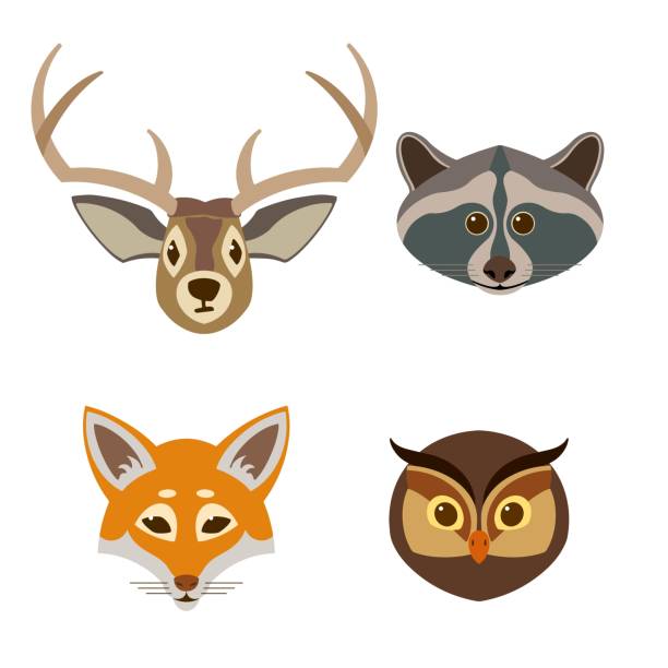 3,377 Raccoon Face Illustrations & Clip Art - iStock