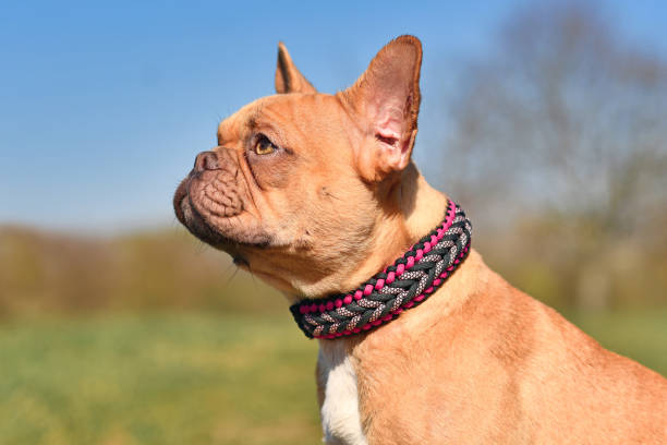 istock French Bulldog with paracord collar 1343687924