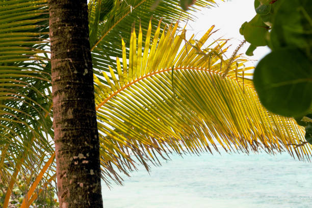 istock Palm Trees on a rocky beach at Akumal 1343690685