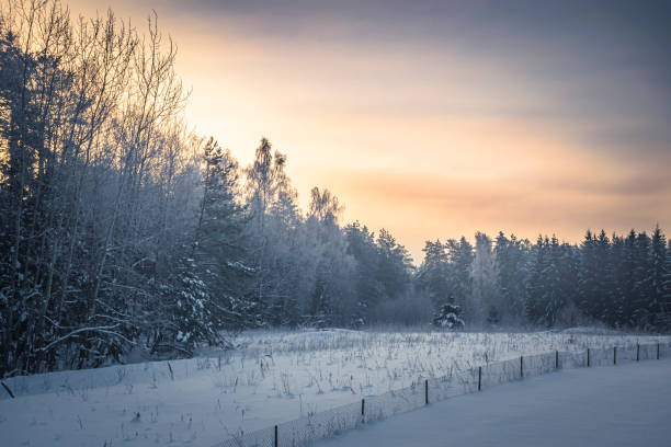 istock Dramatic morning sky in the forest 1343691444